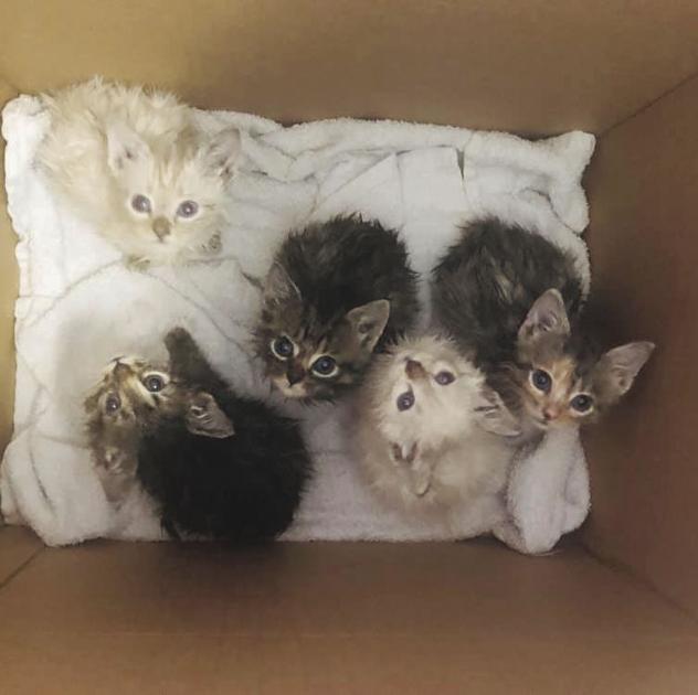 Fortunate Felines Farm Helps Cats Find Forever Homes Business