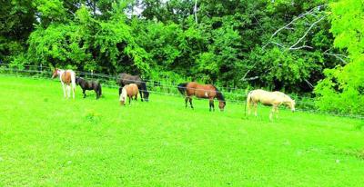 Therapeutic riding center gets nod from county board