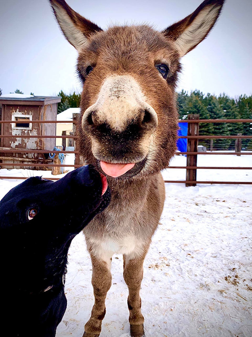 Retired Rodeo Donkey Finds Fame On Tik Tok Morrison County Record   5e1f78bde8452.image 