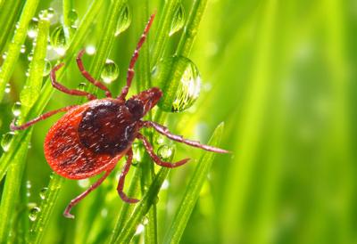 Lyme disease lurking in MN deer ticks | News 