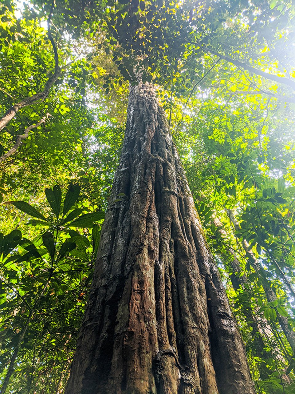 upsala-grad-releases-video-of-amazon-rainforest-with-famous-biologist