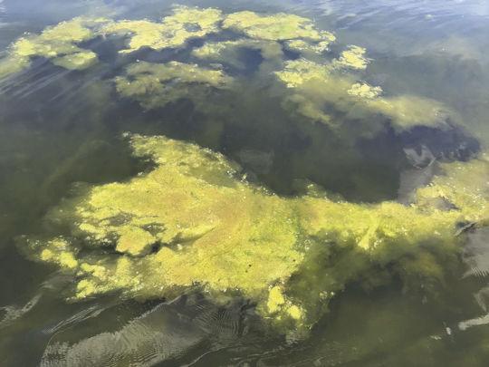 Naturally Occurring Filamentous Algae Is Important Component Of
