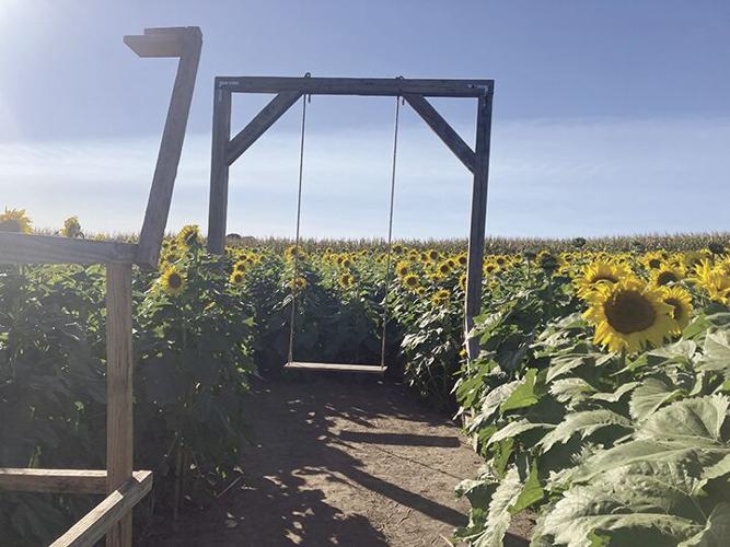 Sunflower fields bloom at Crazy Legs Farm Dakota County