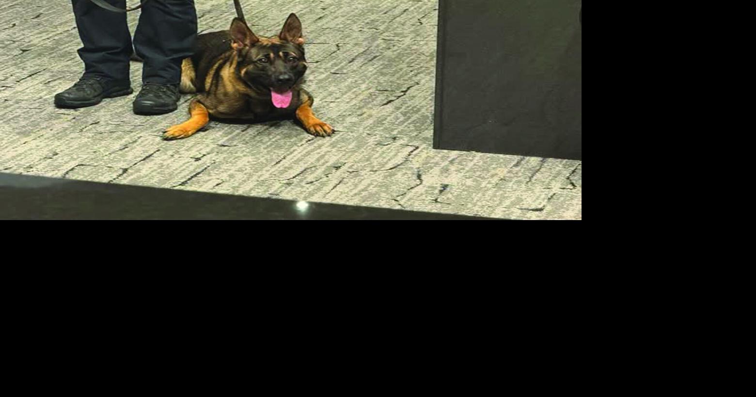 Meet Gus, Maple Grove's newest K-9 officer