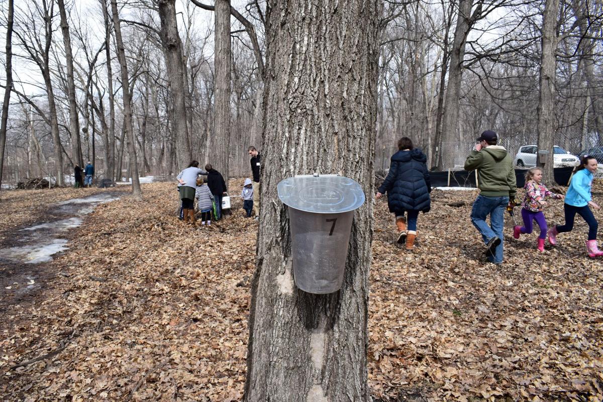 Maple tree sap collectors fill their buckets in Wayzata Wayzata