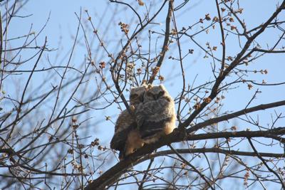 Great Horned Owls Spotted In My Backyard Free Hometownsource Com