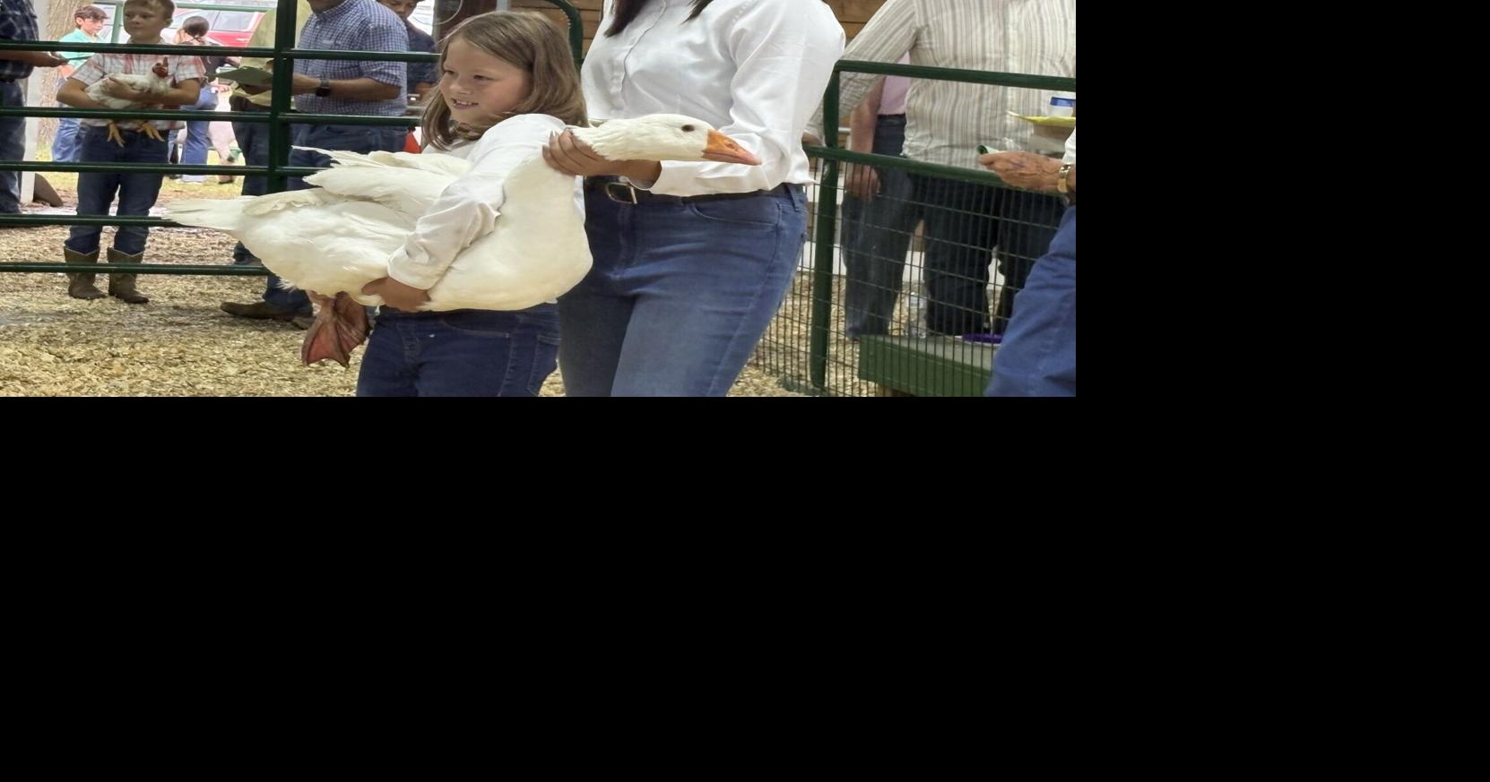 Dakota County 4-H youths show animals at fair livestock auction