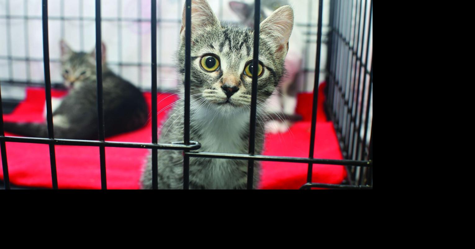 Feral cats kept Monticello’s animal shelter packed in 2025