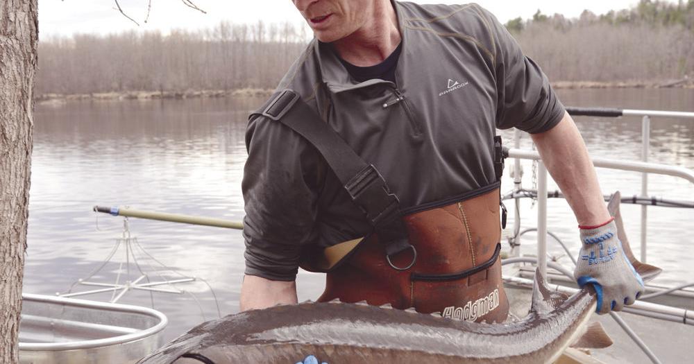 Pioneering fish geneticist among Hall of Fame inductees | Education ...