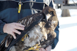 Eagle found in Stanchfield will be sent to repository in Colorado