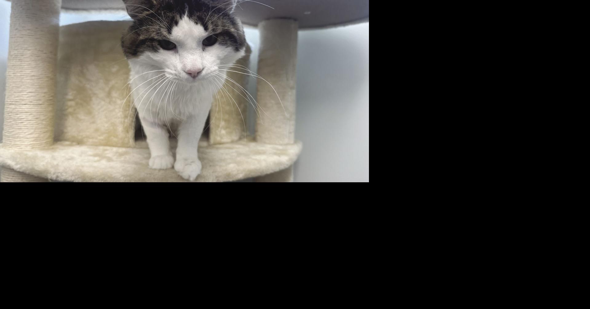 All Paws Vet Clinic helps to fill local need Monticello Times