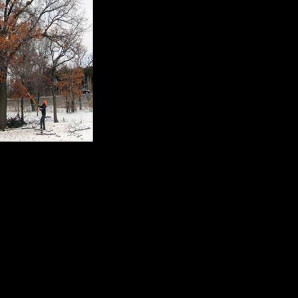 Prune oaks now to avoid risk of oak wilt infection | APG State News ...