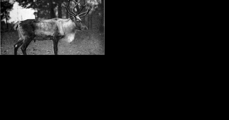 Do you caribou? - Vimarsana News