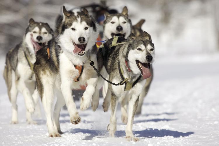 how fast do husky sleds go