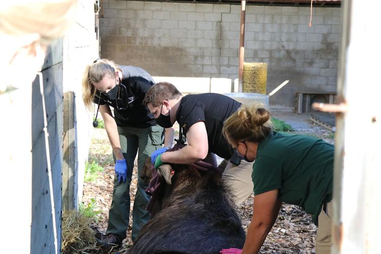 Minnesota Zoo participating in EHD vaccine study | Apple Valley ...