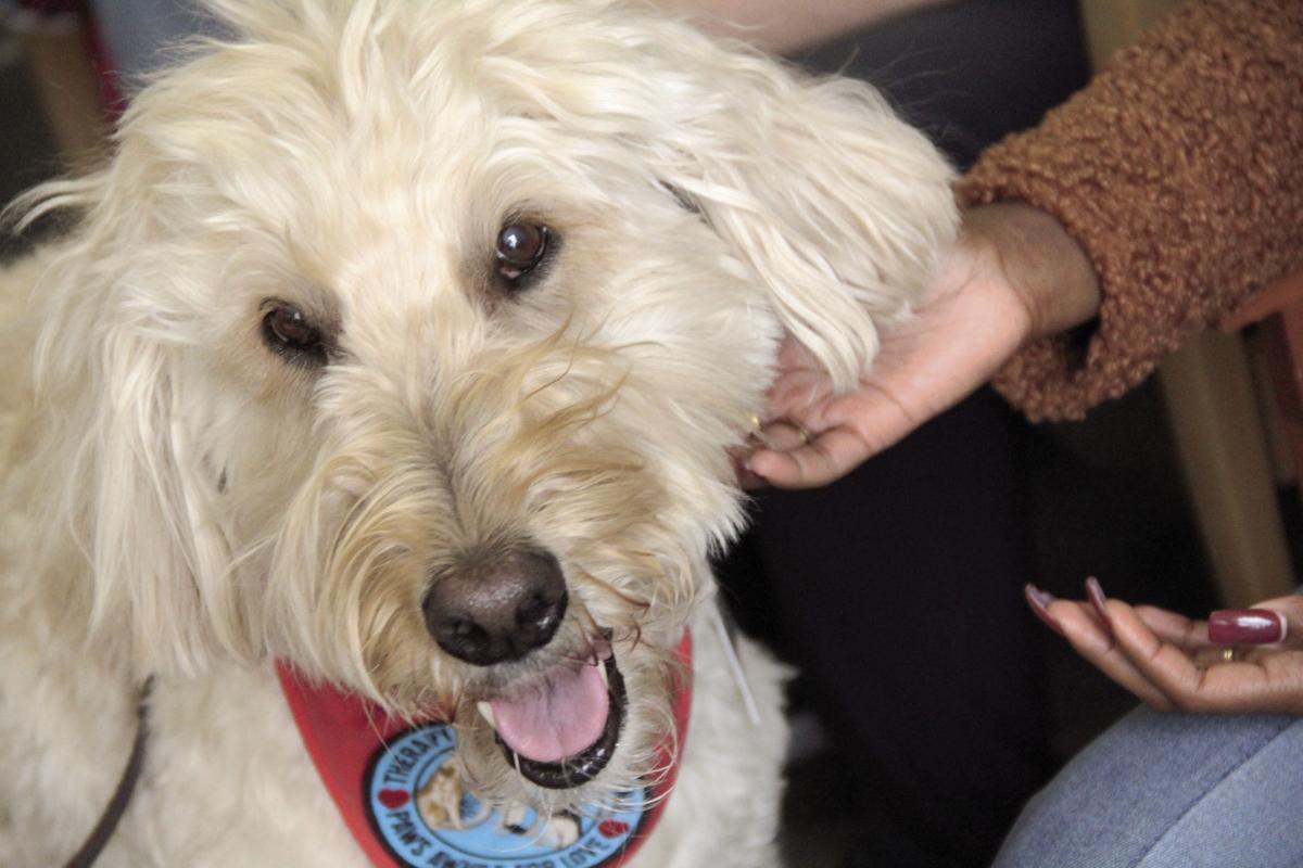 The Big 500 Therapy Dog Celebrates Milestone At Mercy Local News Hometownsource Com