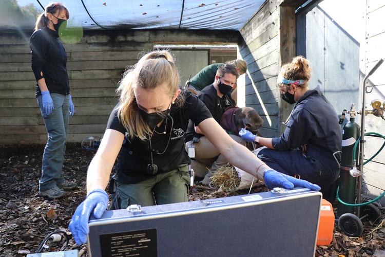 Minnesota Zoo participating in EHD vaccine study | Apple Valley ...