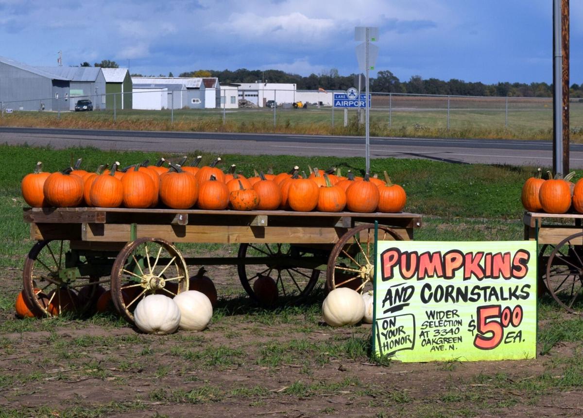 Twas A Good Year For Pumpkins Election 2020 Stillwater Gazette Hometownsource Com
