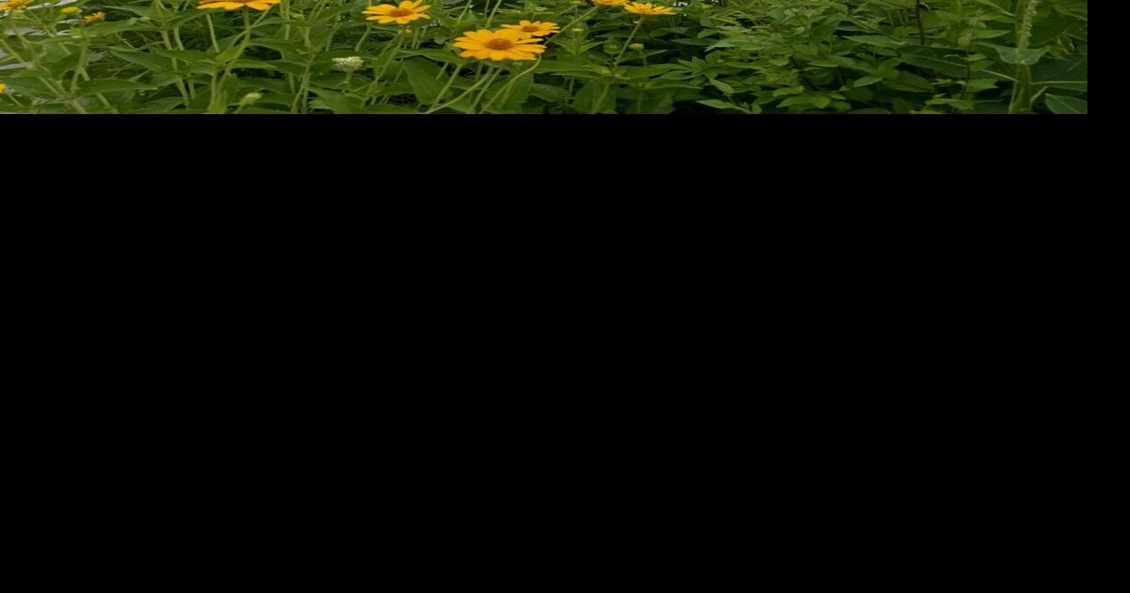 Fields of flowers beckon birds and butterflies