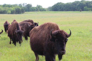 All about the bison: Local conference draws national attendance