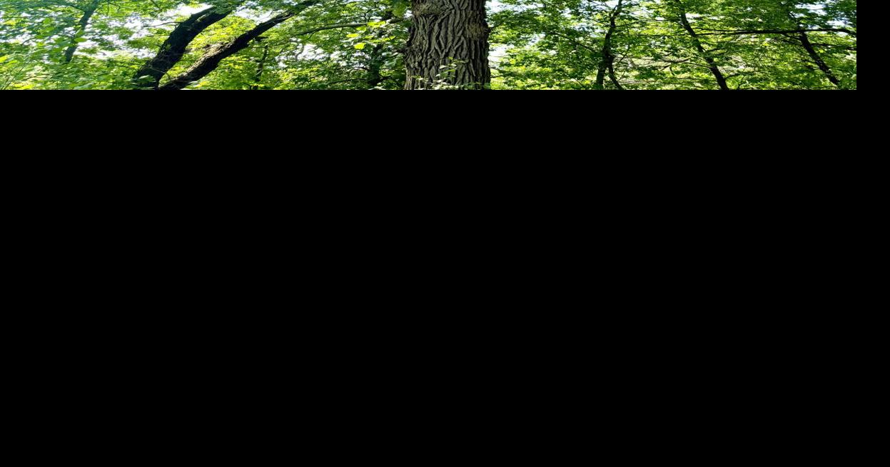 Ode to oaks