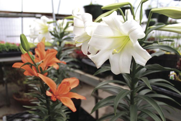 Hennepin Tech prepares to peddle its petals Brooklyn Park