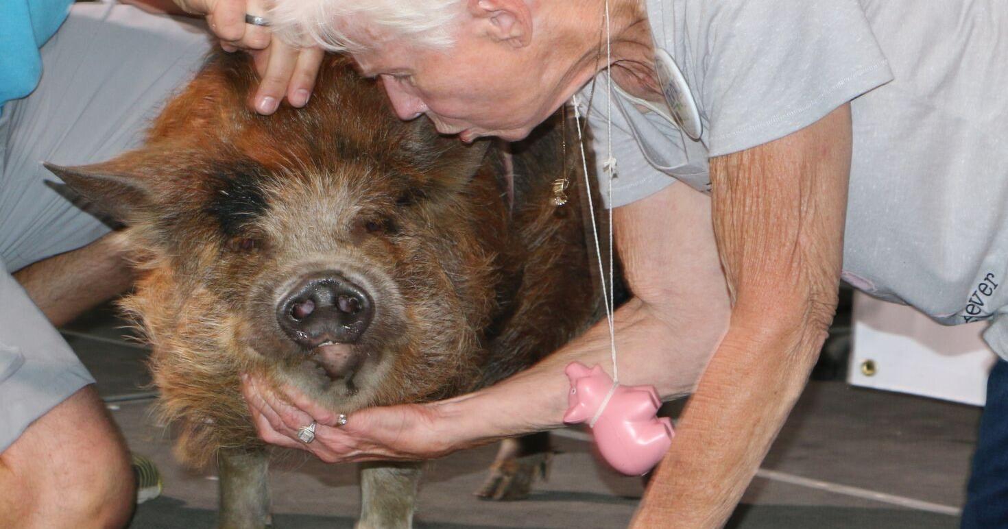 Defending kisser wins Dew Days Kiss the Pig contest - Vimarsana News