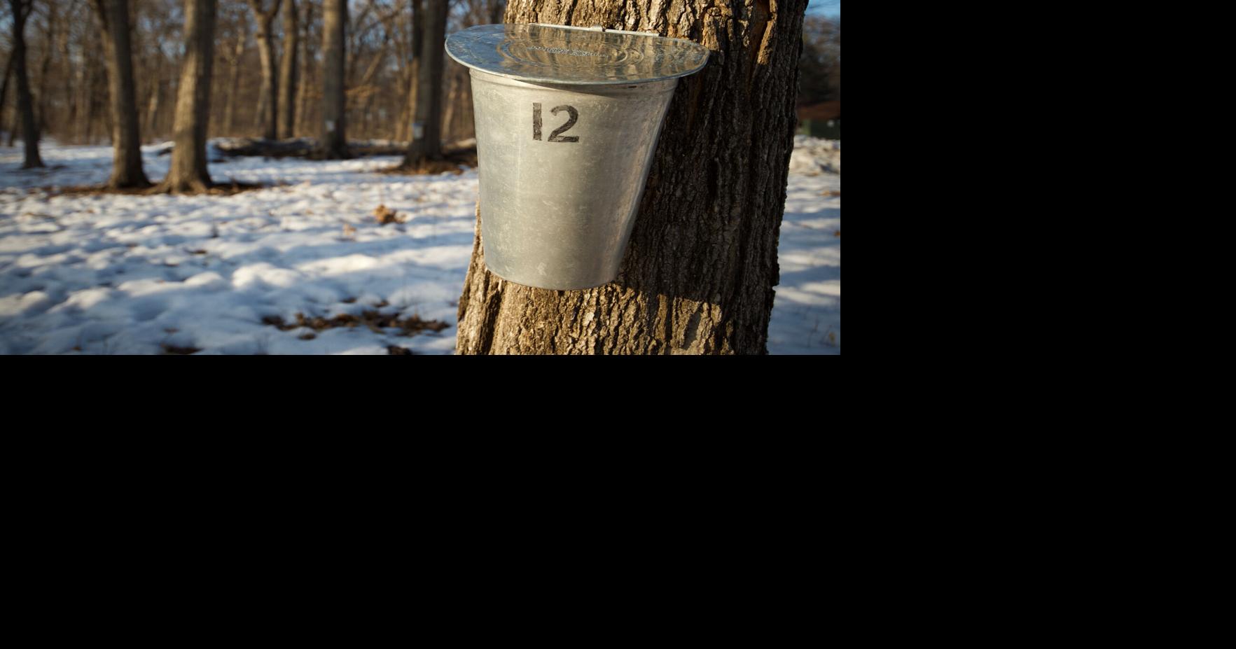 Sign up for DIY maple tree tapping in Wayzata | Free | hometownsource.com