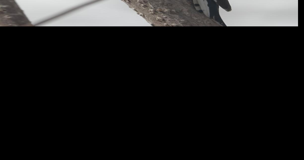 Spotted: a female downy woodpecker | Community | hometownsource.com