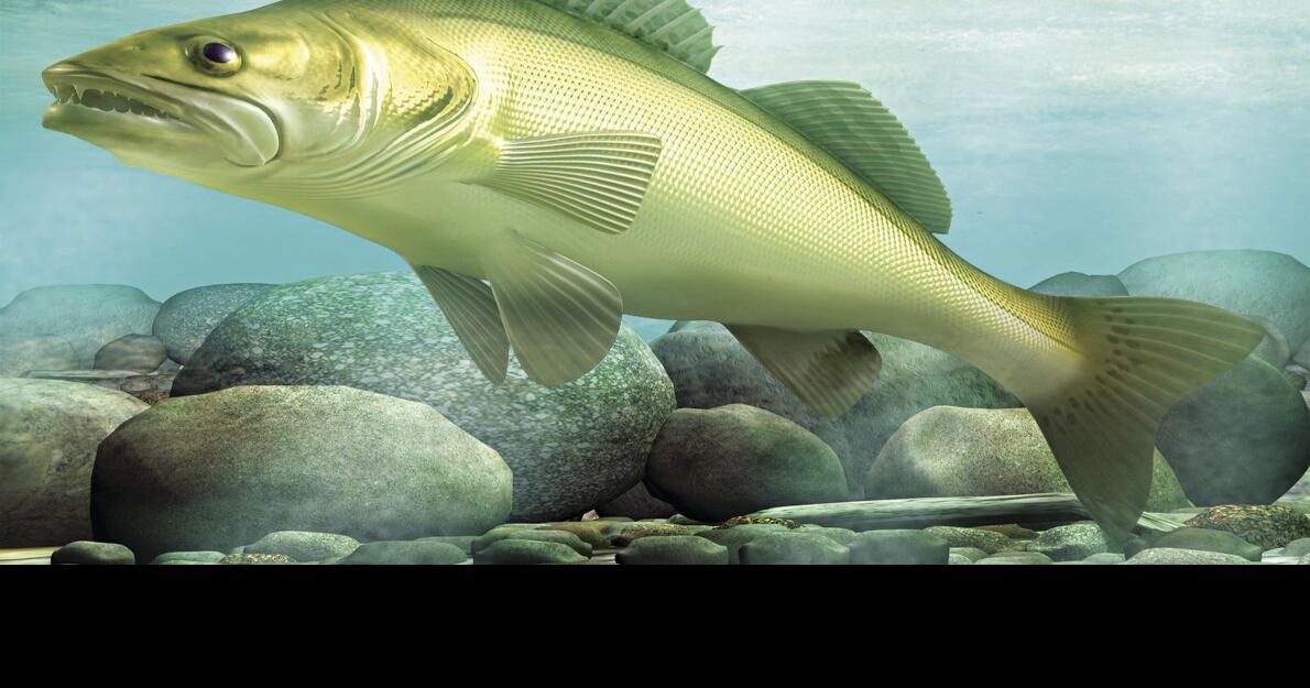 Winter walleye fishing regulations for Mille Lacs Lake Local News