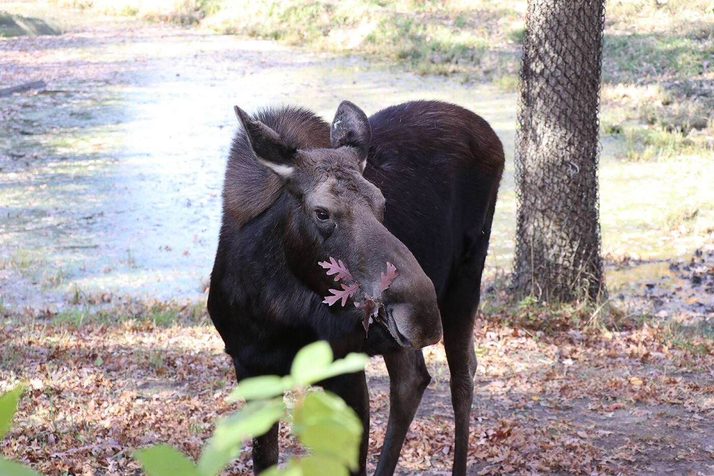 Minnesota Zoo Creates Interactive Game For Moose Management | Apple ...