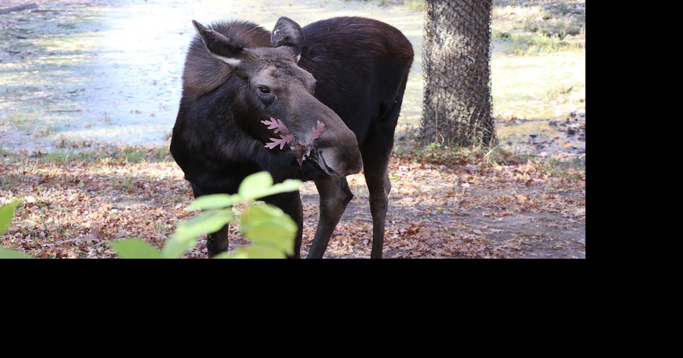 Minnesota Zoo creates interactive game for moose management | Apple ...