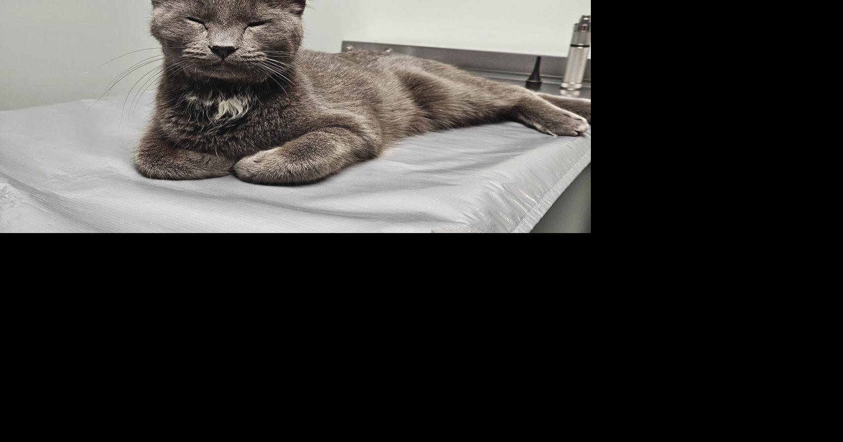 Happy ending for missing cat: Roo reunited with owner | Monticello ...