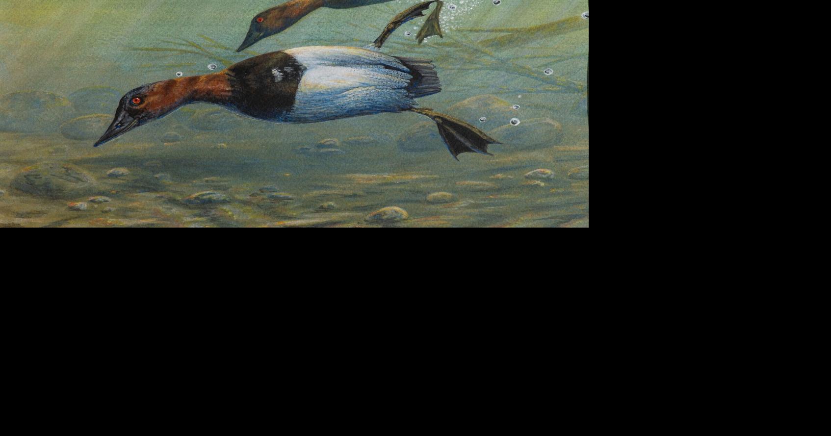 Winner chosen for waterfowl stamp contest