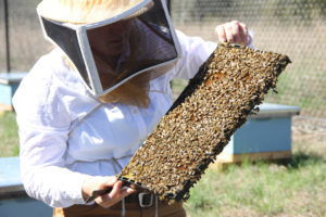 Solar garden plants draw bees, produce honey