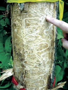 Invasive species wreaking havoc on ash trees nationwide | Local News ...