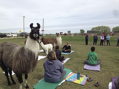 Llamaste Carlson S Llovable Llamas Strike A Yoga Pose Waconia Hometownsource Com This breathe in, breathe out, cute yoga llama makes an excellent and funny gift for all of you yoga and llama lovers! llovable llamas strike a yoga pose