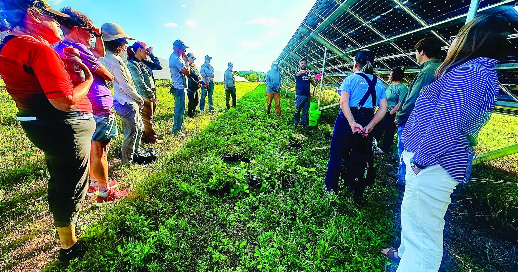 美國小瀑布市光電板下復育原生植物：打造雙重淨土的綠能新典範