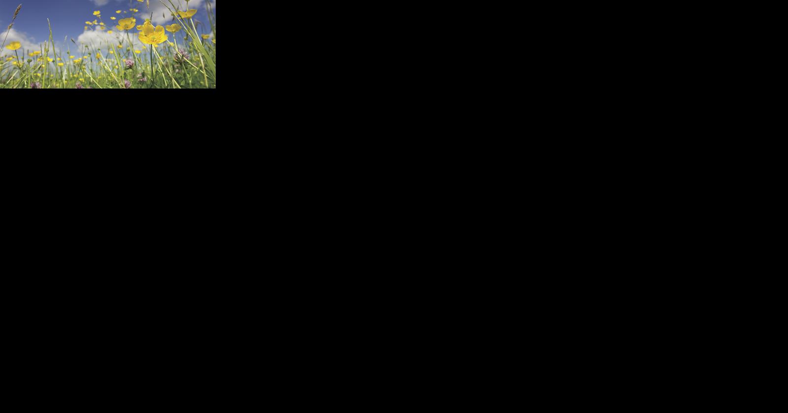 Turf-to-prairie project ramps up with $34,000 contract awarded - Vimarsana News