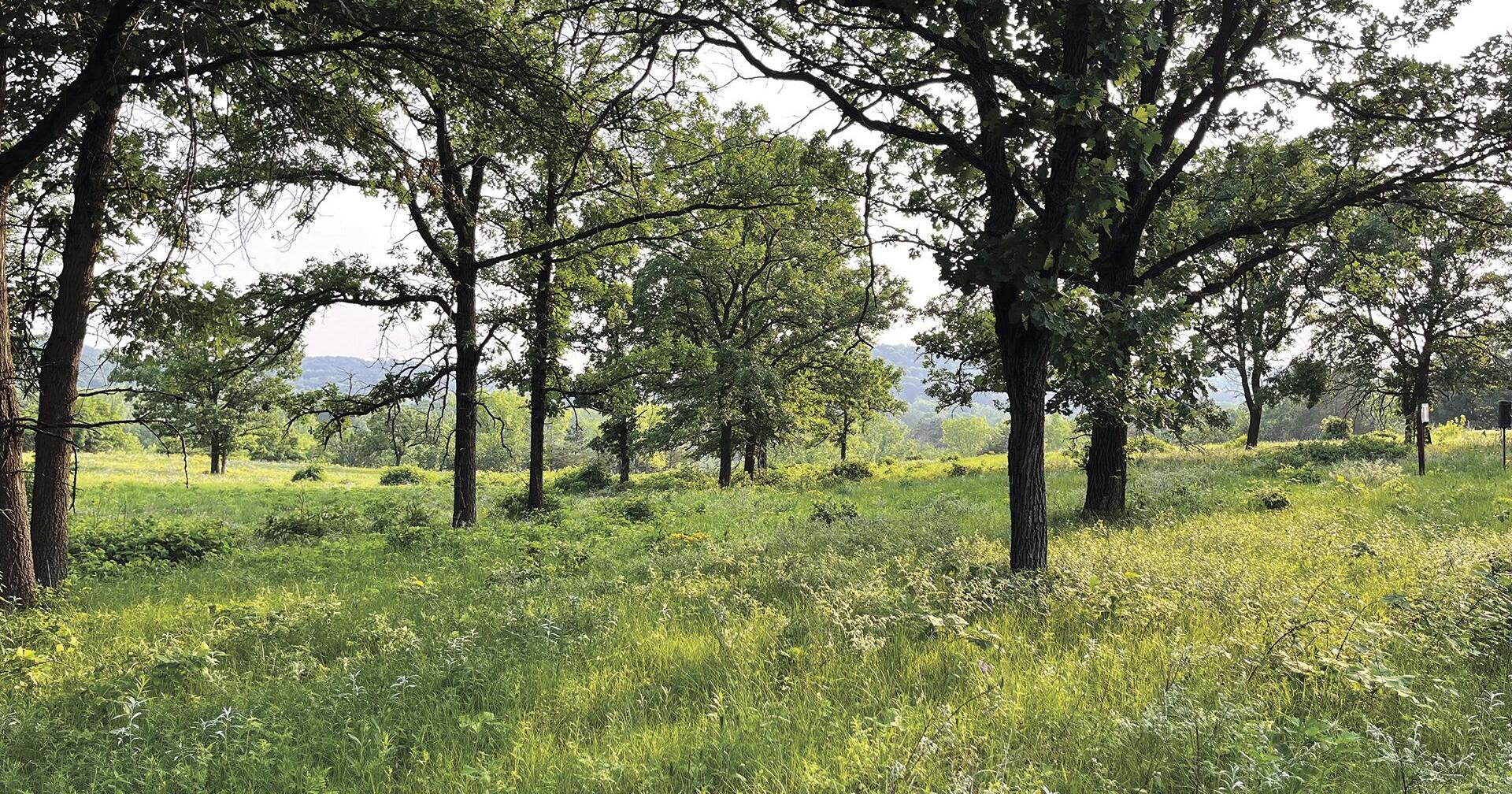 For the love of forests - Vimarsana News
