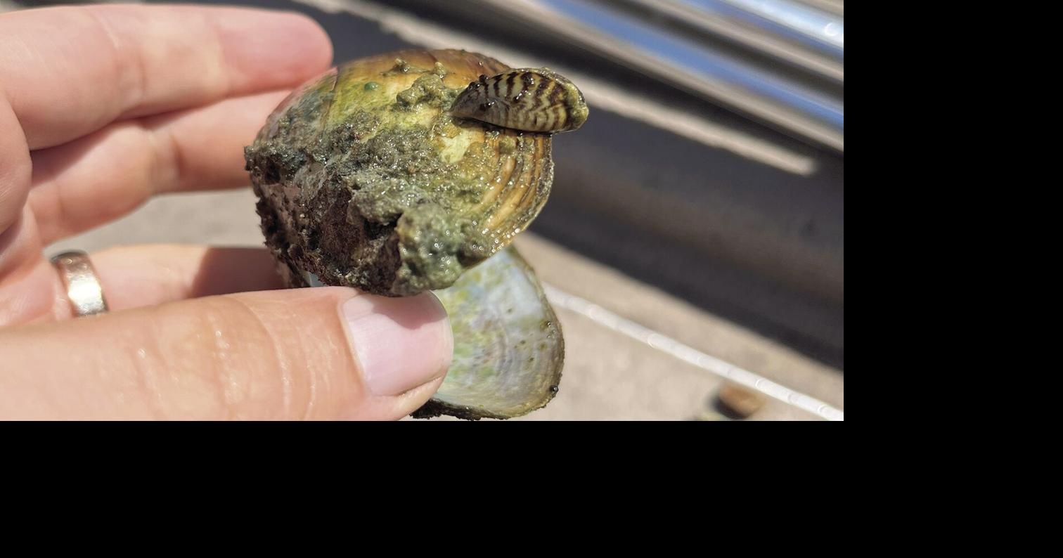 A deeper dive into the local zebra mussel invasion Local News