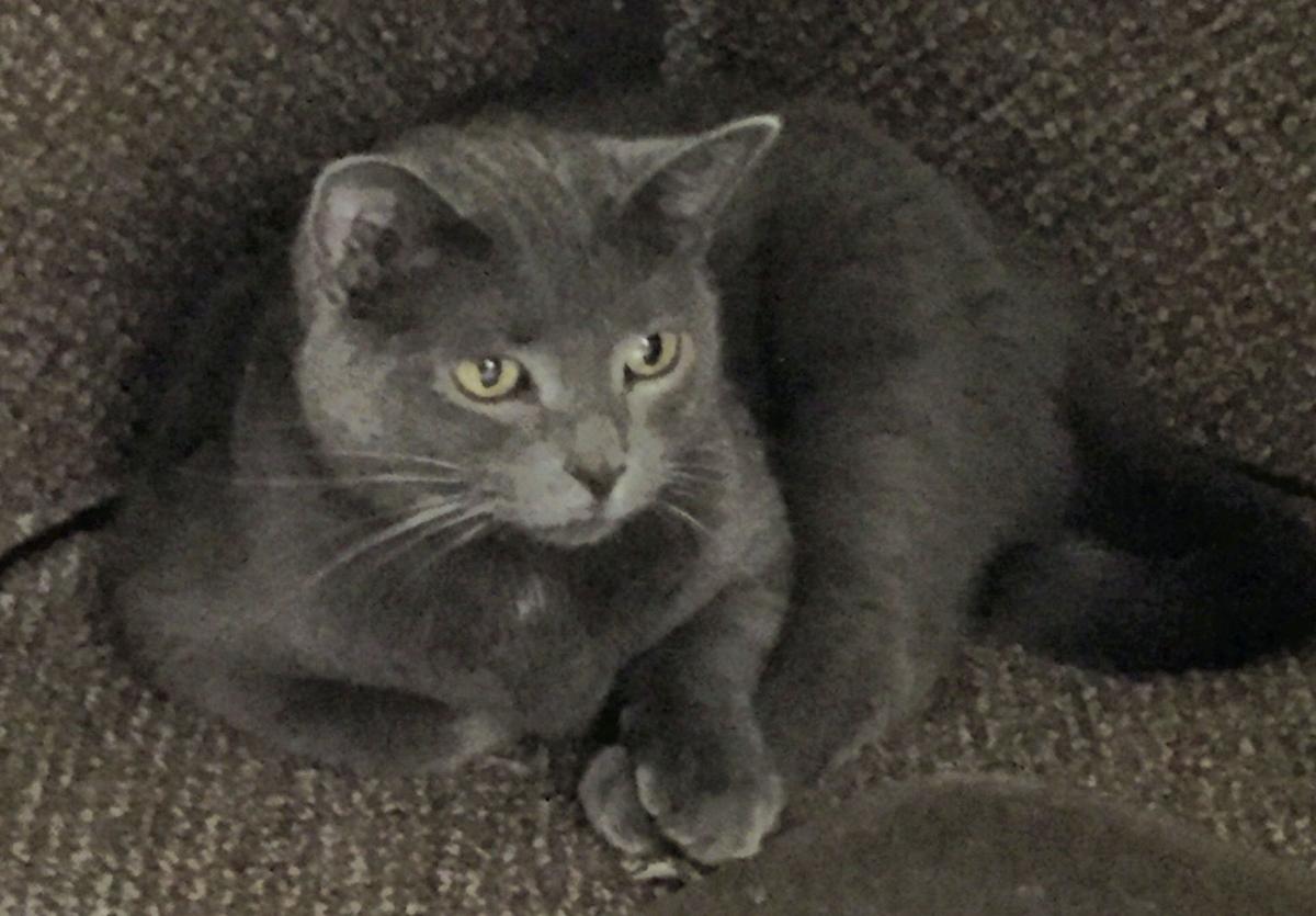 Hidden Gems Golden Valley Humane Society Accommodates Animals