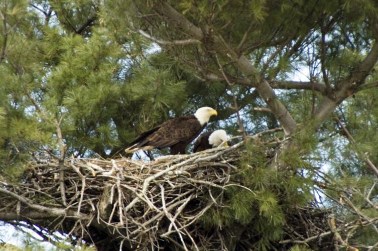 Bald eagles make a monster comeback in NJ and now you can see them