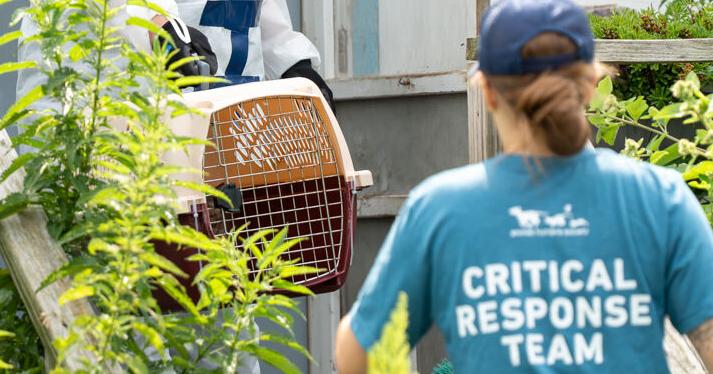 Animal Humane Society rescues 71 cats