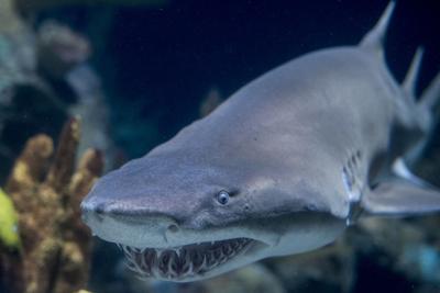 Minnesota Zoo helping with sand tiger shark research