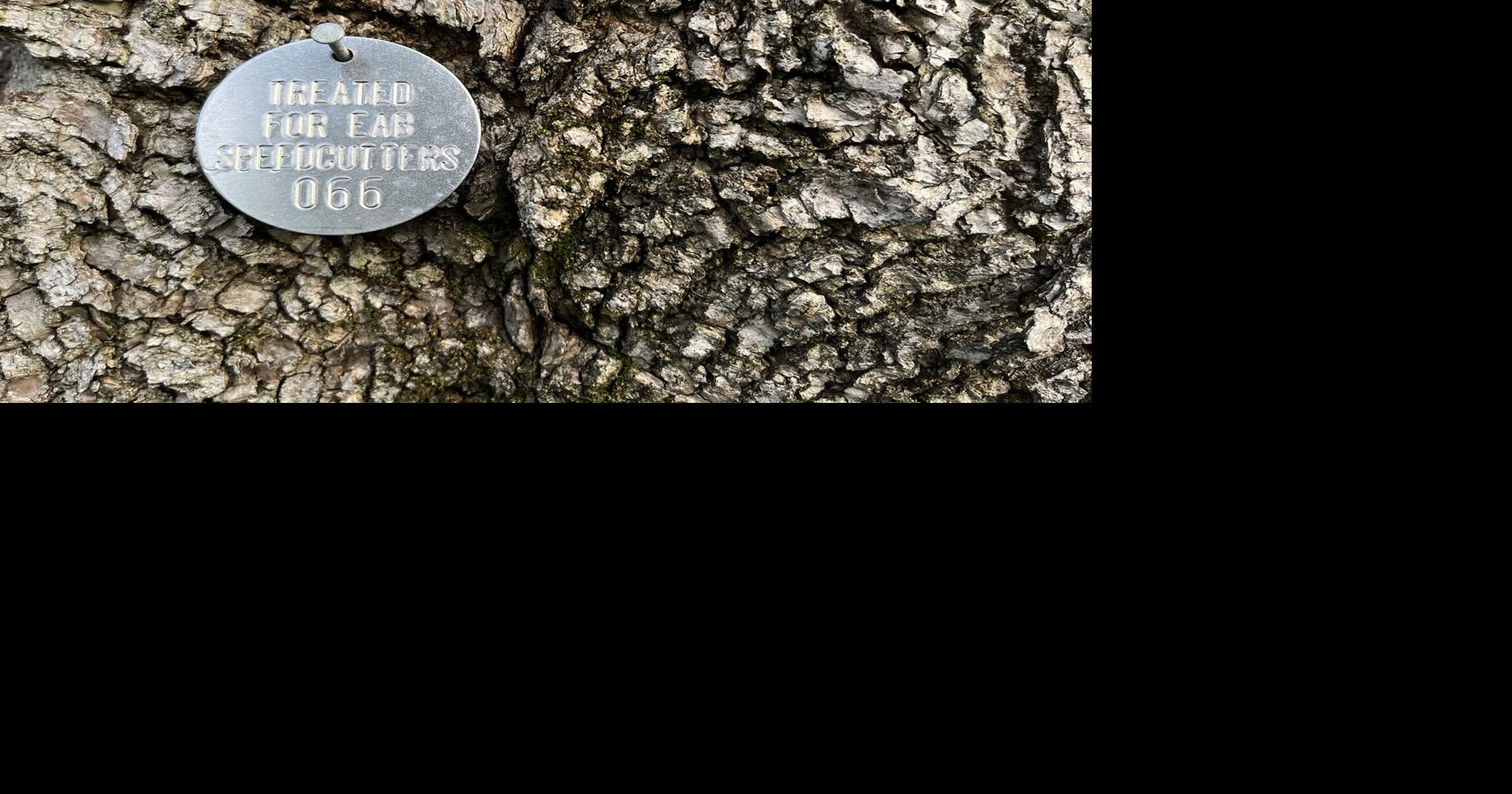 Anoka County gets grant to tackle emerald ash borer problem Elk River Star News