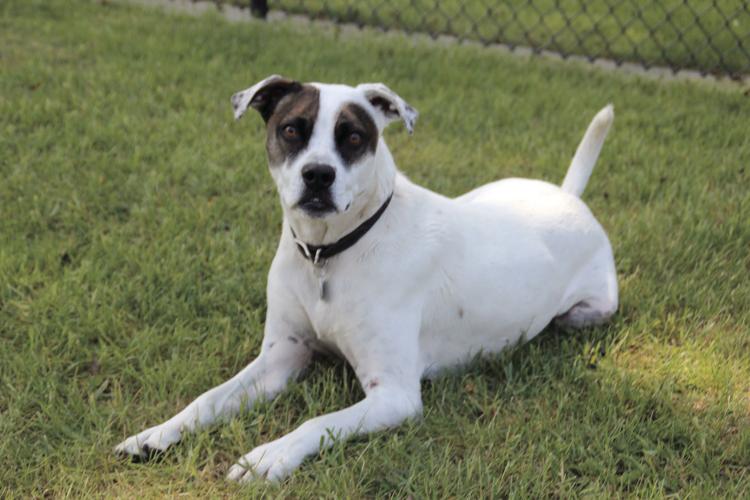 Isanti Dog Park opens Free