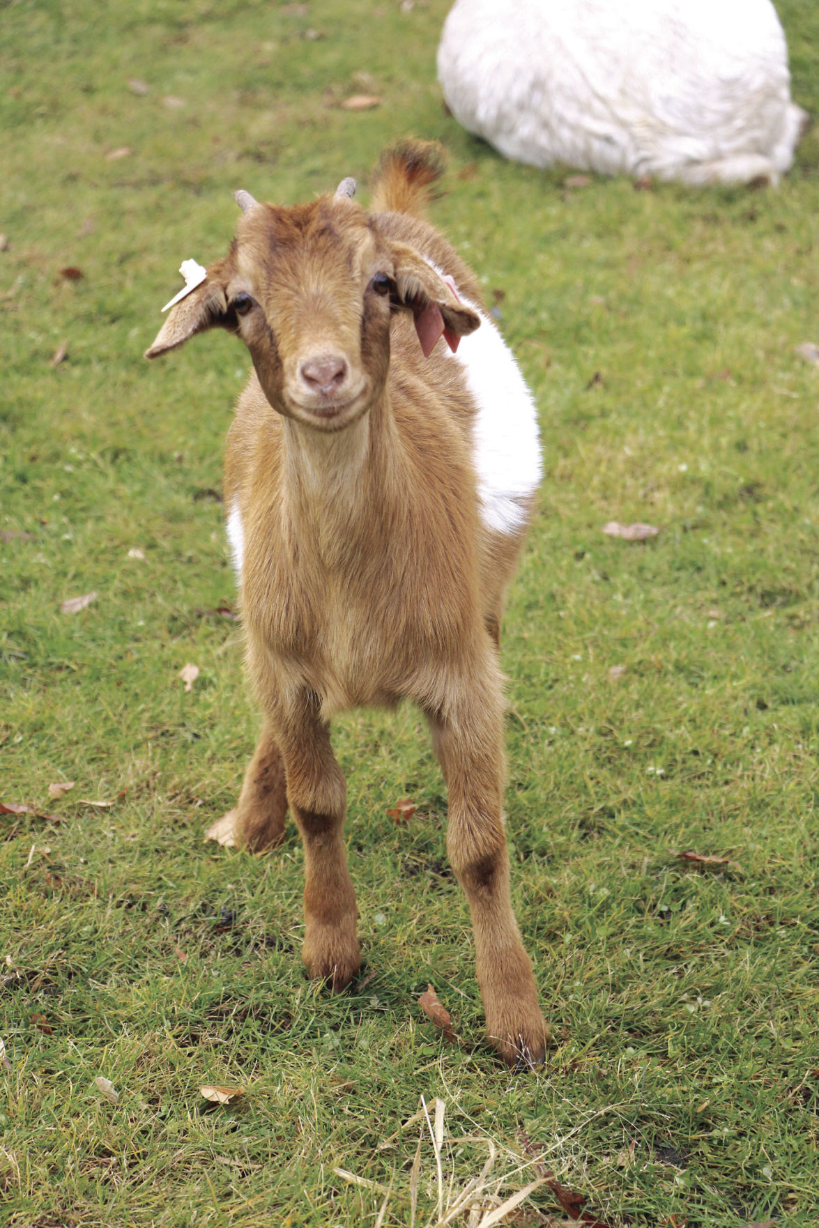 Hungry, hungry goats eat buckthorn in Freeman Park Excelsior/South