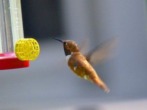 Talking Nature: An unlikely hummingbird in Minnesota