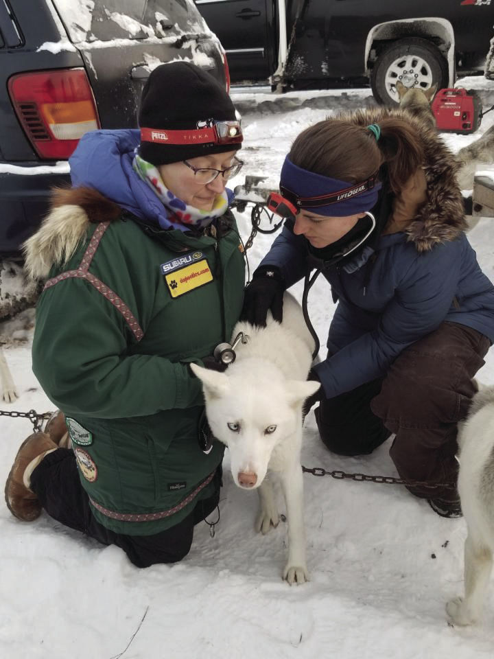 Sled Dogs Get Check Ups Before Hitting The Trails Community